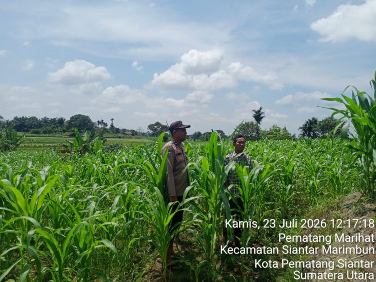 Dukung Ketapang, Bhabinkamtibmas Polsek Siantar Utara Cek Lahan Petani Binaan Dukung Ketapang, Bhabinkamtibmas Polsek Siantar Utara Cek Lahan Petani Binaan