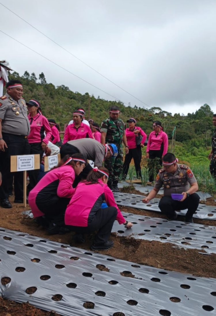 Dukung Program Ketahanan Pangan, Polres Taput Turut Melakukan Penanaman Bawang Putih Secara Serentak Dukung Program Ketahanan Pangan, Polres Taput Turut Melakukan Penanaman Bawang Putih Secara Serentak