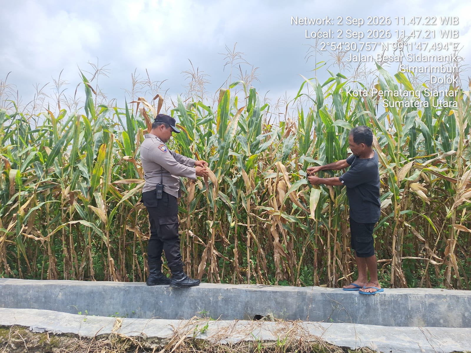 Polsek Siantar Marihat Monitoring Lahan Jagung Petani Binaan Dukung Ketapang
