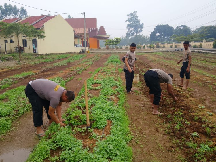 Dukung Ketahanan Pangan, Personel Kompi 2 Batalyon C Sat Brimob Polda Sumut Laksanakan Perawatan dan Pemeliharaan Lahan Ketapang Dukung Ketahanan Pangan, Personel Kompi 2 Batalyon C Sat Brimob Polda Sumut Laksanakan Perawatan dan Pemeliharaan Lahan Ketapang