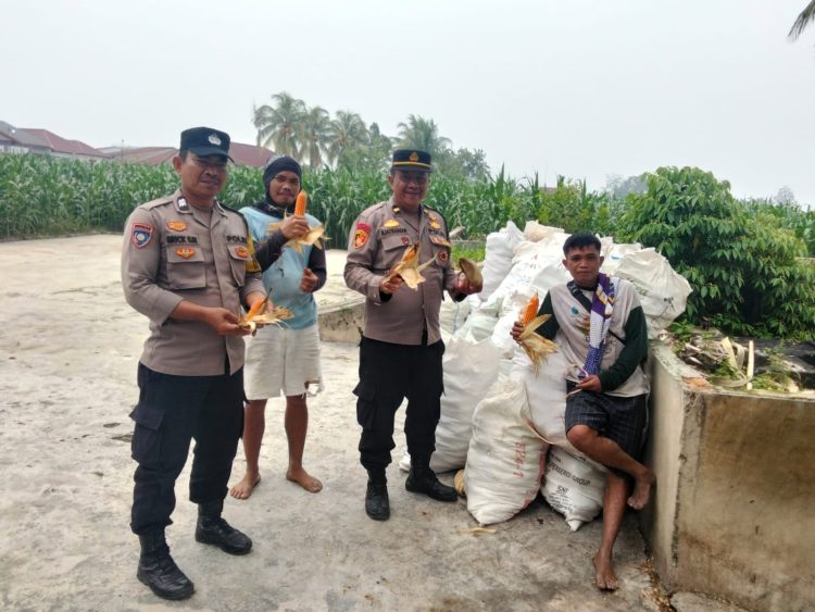 Polsek Siantar Marihat Bersama Petani Binaan Panen Jagung di Hamparan Marihat Jaya Polsek Siantar Marihat Bersama Petani Binaan Panen Jagung di Hamparan Marihat Jaya
