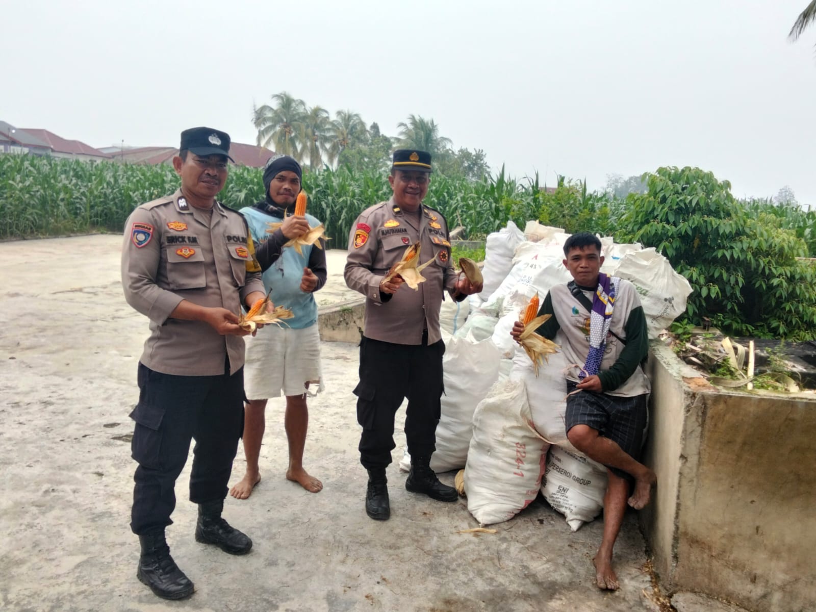 Polsek Siantar Marihat Bersama Petani Binaan Panen Jagung di Hamparan Marihat Jaya
