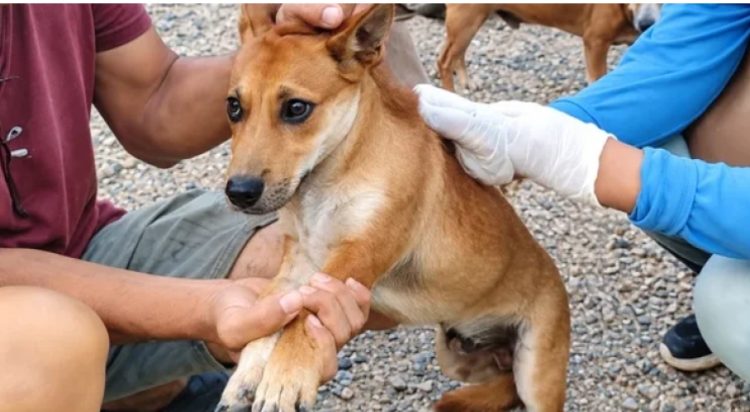 Pemkab Way Kanan Lakukan Vaksinasi Rabies di Kampung Negeri Bumi Putera