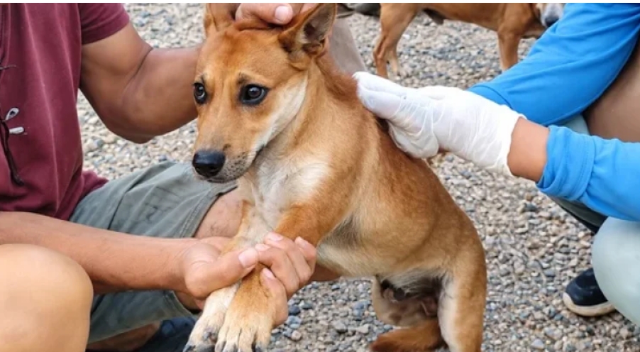 Pemkab Way Kanan Lakukan Vaksinasi Rabies di Kampung Negeri Bumi Putera Pemkab Way Kanan Lakukan Vaksinasi Rabies di Kampung Negeri Bumi Putera