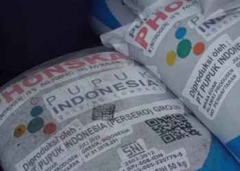 Ilustrasi pupuk bersubsidi Phonska