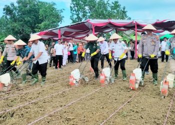 Penanaman Jagung di Simalungun sebagai komitment Pemkab Simalungun menjaga kedaulatan swasembada pangan nasional