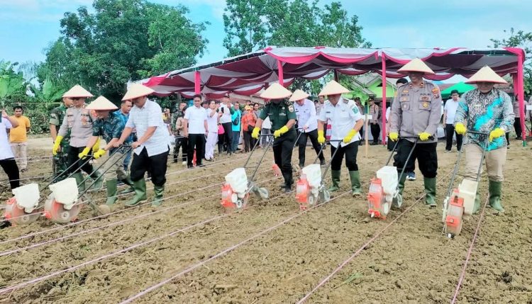 Penanaman Jagung di Simalungun sebagai komitment Pemkab Simalungun menjaga kedaulatan swasembada pangan nasional