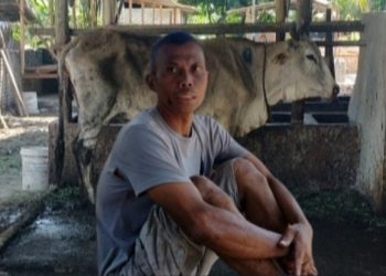 Oknum Pangulu Nagori Sahkuda Bayu Suwito bersama ternak lembu yang dia pelihara