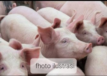 Ilustrasi peternakan babi