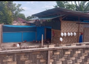 Kandang ternak ayam petelur milik BUMNag Mulia Mandiri di Nagori Margomulyo, Gunung Malela, Simalungun