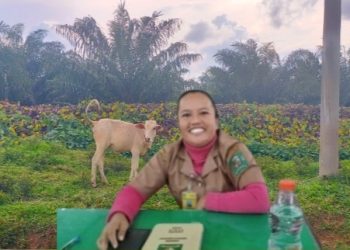drh Resna Purba dan ternak lembu di lokasi Afd II Kebun Balimbingan diduga bantuan Distan tahun 2025
