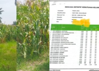 Tanaman Jagung di atas lahan HGU kebun Bah Jami dan e-RDKK Milik Koptan Juma Kas Tani
