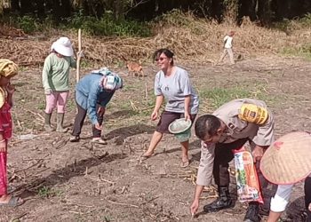 PROGRAM KETAHANAN PANGAN: POLSEK DOPAN TANAM JAGUNG DI LUMBAN GORAT.