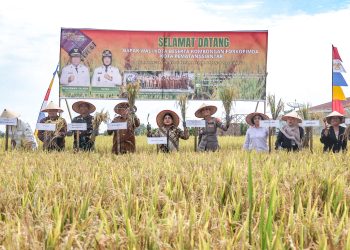 Wali Kota Panen Padi Bersama di Persawahan Kelompok Tani Damai Sejahtera Siantar Marihat