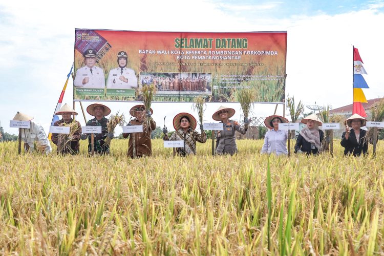 Wali Kota Panen Padi Bersama di Persawahan Kelompok Tani Damai Sejahtera Siantar Marihat