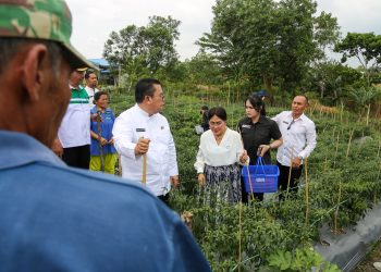 Wali Kota dan Ketua PKK Panen Cabe Merah di Lahan Petani