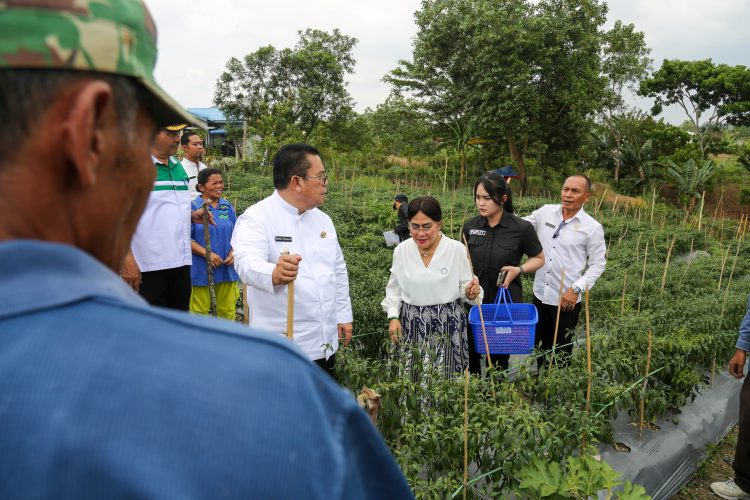 Wali Kota dan Ketua PKK  Panen Cabe Merah di Lahan Petani