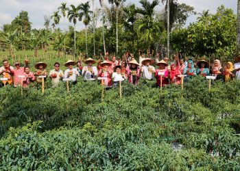 Program Contrack Farming Panen Cabai Perdana di Setia Negara Siantar