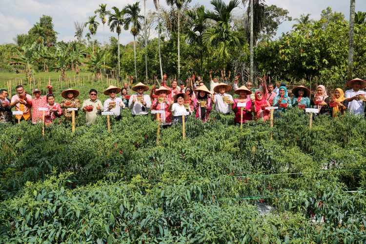 Program Contrack Farming Panen Cabai Perdana di Setia Negara Siantar