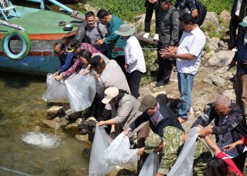 Forkopimda Kabupaten Samosir Tabur Benih Ikan Ke Danau Toba