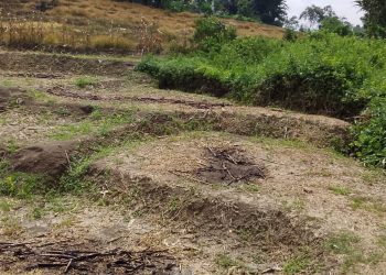 Petani dan Pemkab Simalungun Mengalami Kerugian 2.800 Ton Gabah/Musim Panen