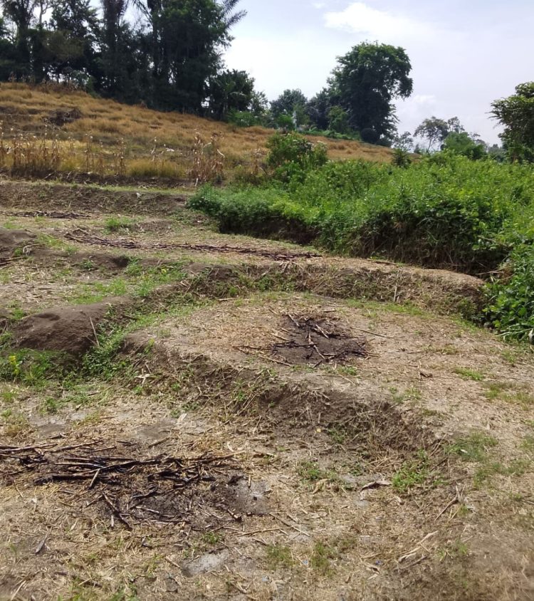 Petani dan Pemkab Simalungun Mengalami Kerugian 2.800 Ton Gabah/Musim Panen