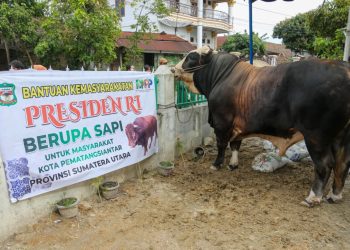 Masjid Amaliyah Kelurahan Gurilla Peroleh Sapi Kurban dari Presiden