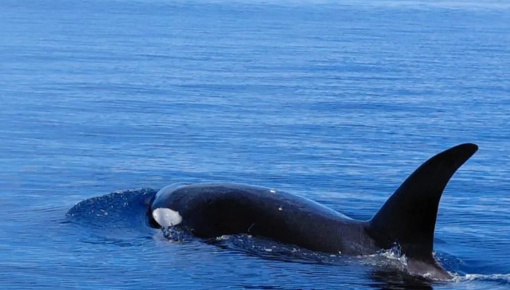 Fenomena Langka: Paus Orca Muncul di Perairan Bunaken, Pertanda Laut Masih Terjaga