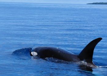 Fenomena Langka: Paus Orca Muncul di Perairan Bunaken, Pertanda Laut Masih Terjaga