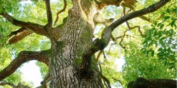 Arab Saudi Salurkan BLT Ramadan 3 Miliar Riyal, Ini Besaran yang Diterima Warga