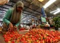 Harga Cabai Berangsur Turun Usai Ramadan