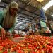 Harga Cabai Berangsur Turun Usai Ramadan
