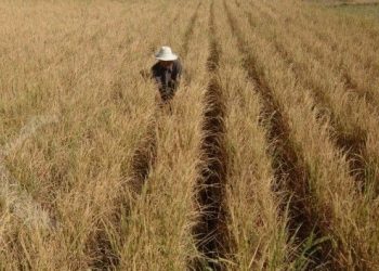 Puncak Musim Kemarau 2026 Diprediksi Jatuh pada Agustus, BMKG: Mayoritas Wilayah Berpotensi Lebih Kering