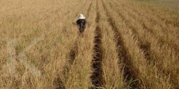 Puncak Musim Kemarau 2026 Diprediksi Jatuh pada Agustus, BMKG: Mayoritas Wilayah Berpotensi Lebih Kering