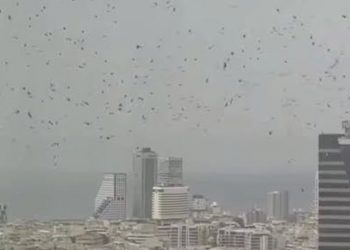 Ribuan Gagak Menghitamkan Langit Tel Aviv, Apa yang Sebenarnya Terjadi?