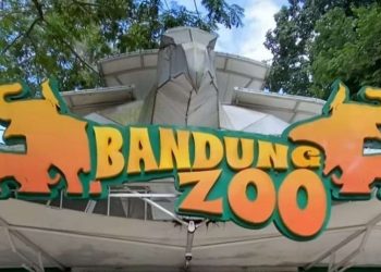 Dua Anak Harimau Benggala di Bandung Zoo Mati, Ini Penjelasan BKSDA Jabar