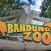 Dua Anak Harimau Benggala di Bandung Zoo Mati, Ini Penjelasan BKSDA Jabar