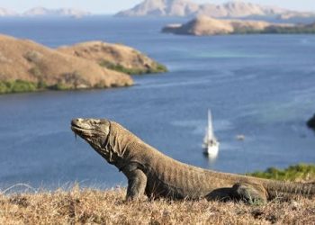 RI-Jepang Sepakati Penangkaran Komodo di Shizuoka Lewat Breeding Loan