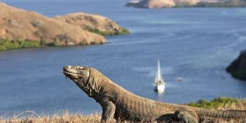 RI-Jepang Sepakati Penangkaran Komodo di Shizuoka Lewat Breeding Loan