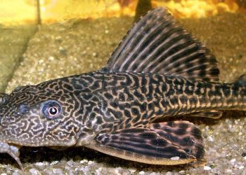 Bahaya Konsumsi Ikan Sapu-Sapu yang Perlu Diketahui Masyarakat