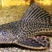 Bahaya Konsumsi Ikan Sapu-Sapu yang Perlu Diketahui Masyarakat