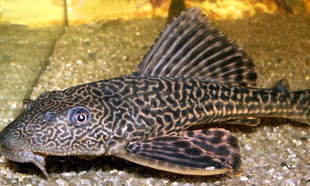 Bahaya Konsumsi Ikan Sapu-Sapu yang Perlu Diketahui Masyarakat