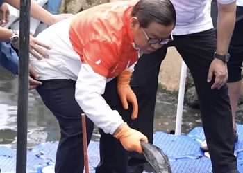 DKI Evaluasi Metode Pengendalian Ikan Sapu-Sapu Usai Kritik MUI