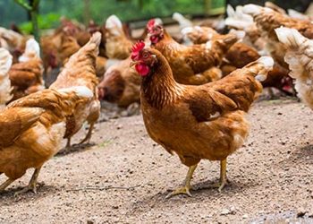 Dua Tas Kostum Madonna Hilang di Coachella, Polisi Duga Bukan Pencurian