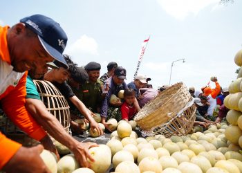 Petrokimia Gresik Dorong Produktivitas Melon Pantura Naik 10 Persen Lewat Program “Pestani”