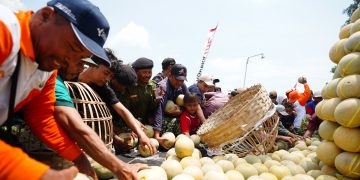 Petrokimia Gresik Dorong Produktivitas Melon Pantura Naik 10 Persen Lewat Program “Pestani”