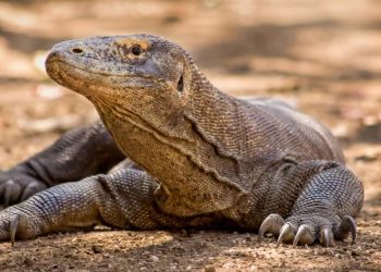 Komodo Curian Dijual ke Surabaya, Upaya Penyelundupan ke Thailand Digagalkan