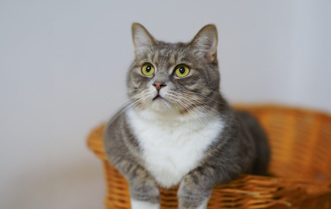 Negara Pecinta Kucing Terbesar di Dunia 2026, Siapa yang Memimpin?