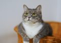 Negara Pecinta Kucing Terbesar di Dunia 2026, Siapa yang Memimpin?