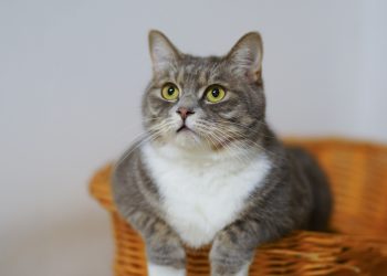 Negara Pecinta Kucing Terbesar di Dunia 2026, Siapa yang Memimpin?